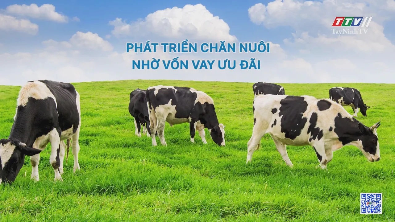 Phát triển chăn nuôi nhờ vốn vay ưu đãi | Nông nghiệp Tây Ninh | TayNinhTV